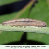 proterebia afra larva3 daghestan